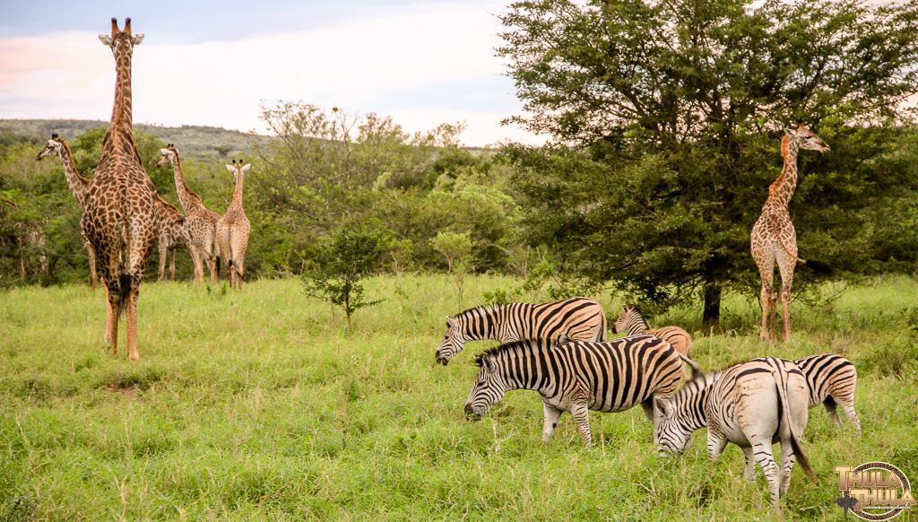 Thula Thula Exclusive Private Game Reserve & Lodge Ntambanana Exterior photo